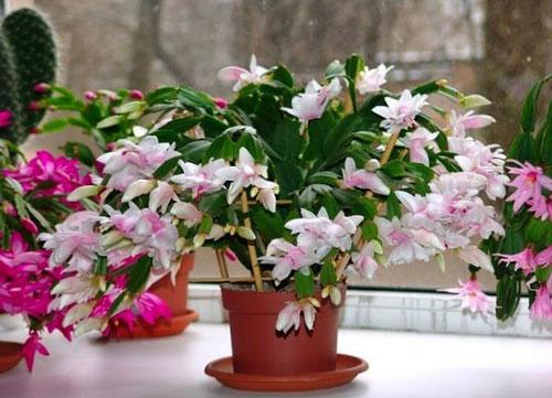 Уход за декабристом в октябре. Немного о растении