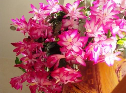 Чем подкормить декабрист во время бутонизации. Подкормка декабриста во время цветения