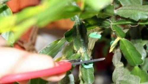 Уход за декабристом в октябре. Уход за декабристом осенью: как и зачем проводить?