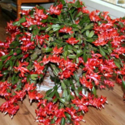 Когда цветет декабрист. Цветок декабрист