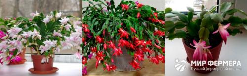 Когда цветет декабрист. Цветок декабрист