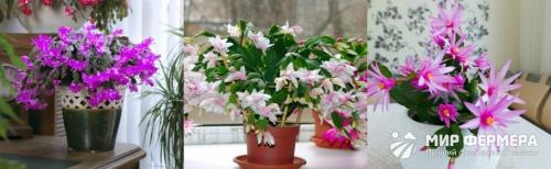 Когда цветет декабрист. Цветок декабрист