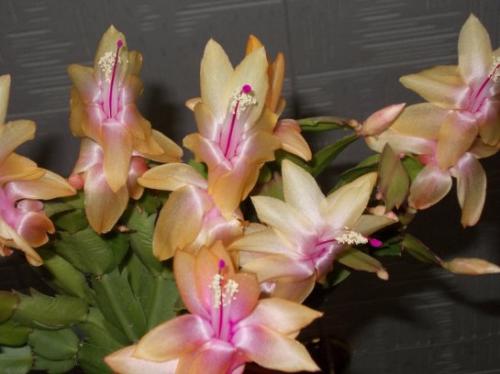 Чем подкормить декабрист во время бутонизации. Подкормка декабриста во время цветения