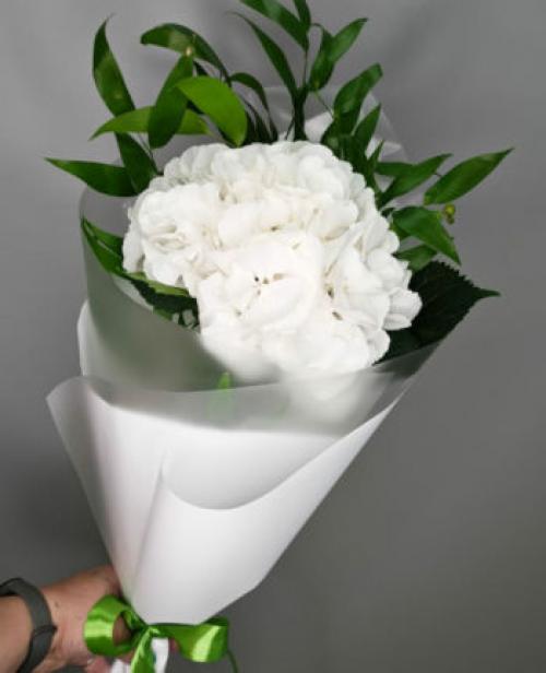 Гортензия: история и значение этого красивого цветка 03 Гортензия: история и значение этого красивого цветка 03