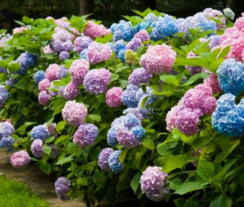 Какие цвета и формы имеются у цветка Гортензия. Особенности гортензии