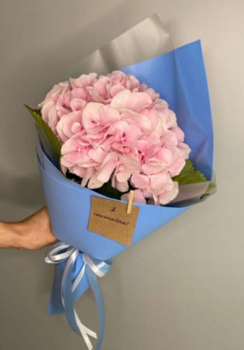 Гортензия: история и значение этого красивого цветка 04 Гортензия: история и значение этого красивого цветка 04