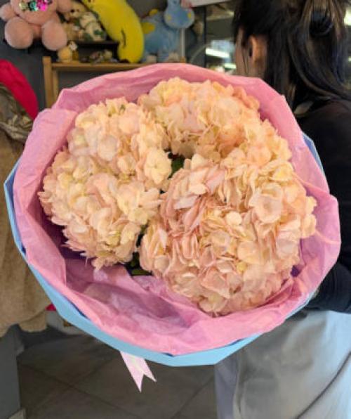 Гортензия: история и значение этого красивого цветка 01 Гортензия: история и значение этого красивого цветка 01