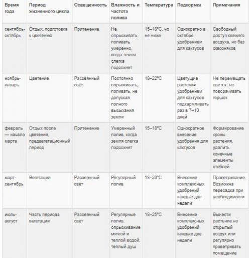 Уход за декабристом в октябре. Уход за декабристом осенью: как и зачем проводить?