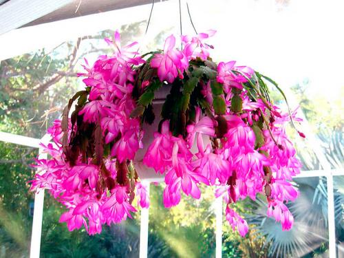 Уход в домашних условиях за цветком декабрист. Уход за декабристом после цветения 01