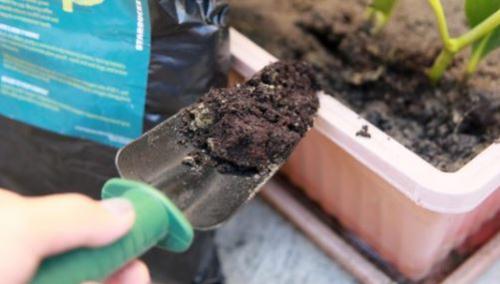 Уход за декабристом в октябре. Уход за декабристом осенью: как и зачем проводить?