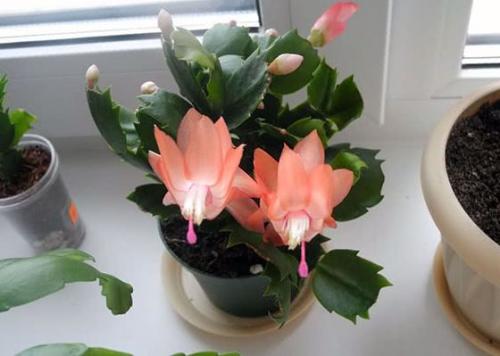 Уход за декабристом в октябре. Уход за декабристом осенью: как и зачем проводить?