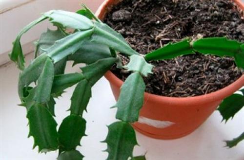 Декабрист цветок приметы. Можно ли держать дома?