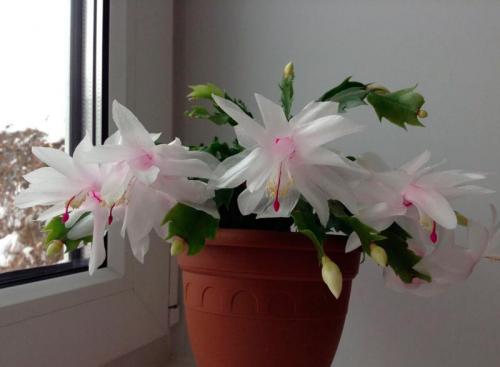 Уход за декабристом после цветения. Всё об уходе за Декабристом или Шлюмбергерой в домашних условиях