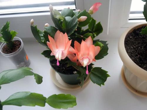 Декабрист полив и уход. Уход за декабристом в домашних условиях