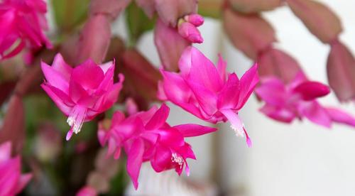 Уход за декабристом осенью и зимой. Комнатные растения. Уход за декабристом осенью и зимой 09