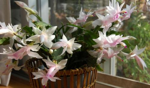 Декабрист цветок уход в домашних условиях. Как ухаживать за цветком декабрист в домашних условиях 05