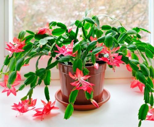 Декабрист цветок приметы. Приметы и суеверия о декабристе