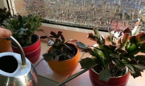 Почему не цветет декабрист. Декабрист не цветет несколько лет —, что делать, чтобы стимулировать закладку бутонов