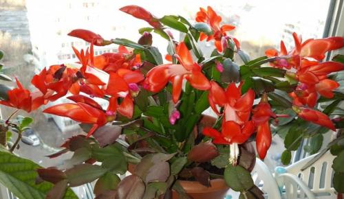 Декабрист цветок. Местоположение и освещение