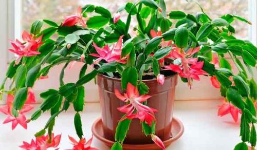 Декабрист цветет примета. Приметы, суеверия и магические свойства цветка декабрист