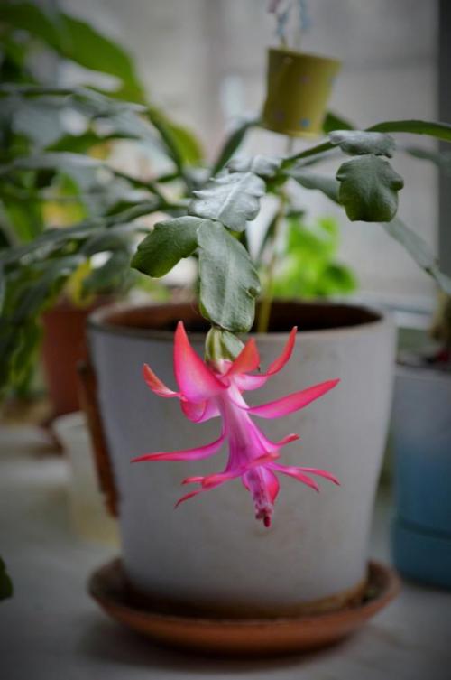 Когда цветет декабрист в домашних условиях. Уход за декабристом в домашних условиях 16