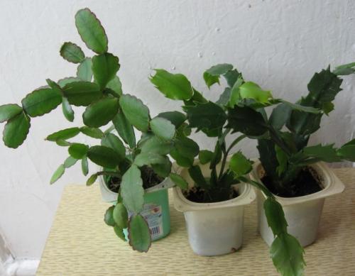 Почему не цветет декабрист. Декабрист не цветет несколько лет —, что делать, чтобы стимулировать закладку бутонов