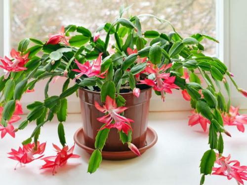 Когда цветет декабрист в домашних условиях. Уход за декабристом в домашних условиях 15