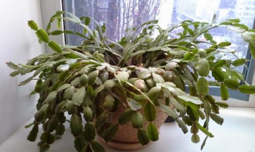 Почему не цветет декабрист. Декабрист не цветет несколько лет —, что делать, чтобы стимулировать закладку бутонов