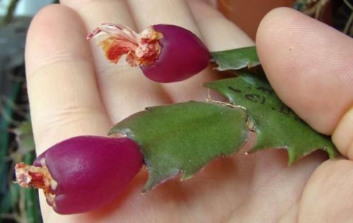 Цветок декабрист размножение. Как размножить цветок Декабрист в домашних условиях – способы размножения