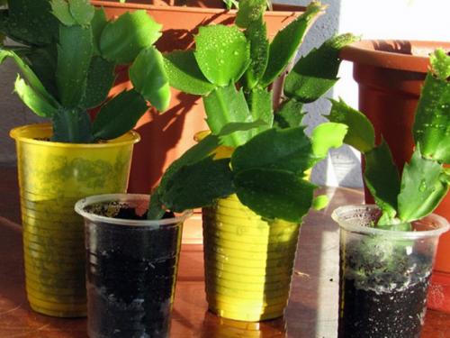 Цветок декабрист размножение. Как размножить цветок Декабрист в домашних условиях – способы размножения