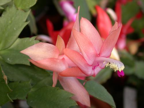 Цветок декабрист приметы и суеверия. Декабрист: приметы и суеверия