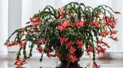 Декабрист цветок уход в домашних. Общая информация о растении