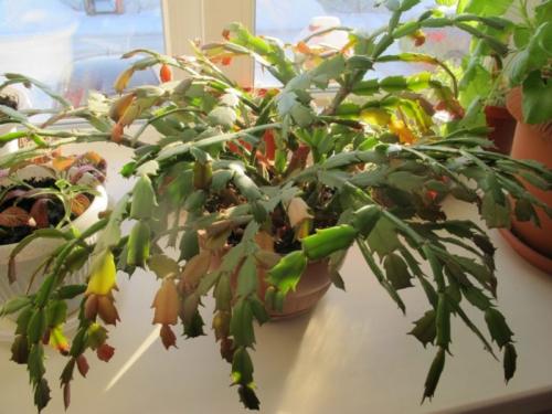 Как обновить старый декабрист. Чтобы декабрист цвел обильно и несколько раз: все правила и секреты