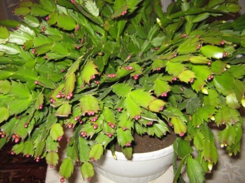 Как обновить старый декабрист. Чтобы декабрист цвел обильно и несколько раз: все правила и секреты