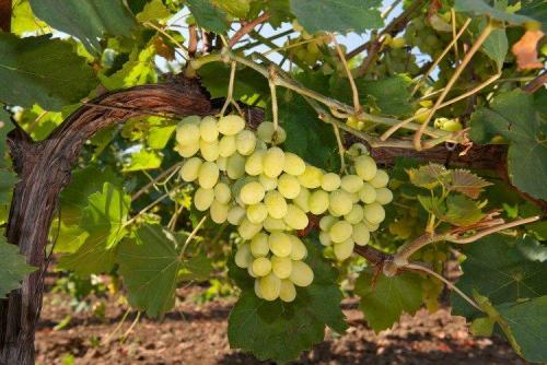 Устойчивые винные сорта винограда. Лучшие сорта винограда для вина: фото, названия и описания (каталог)