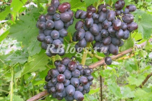 Сверхранние сорта винограда для Подмосковья. Проверенные сорта винограда для Подмосковья с фото и описанием