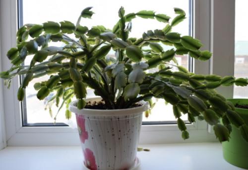 Как поливать декабрист в домашних условиях правильно. Полив во время цветения 07