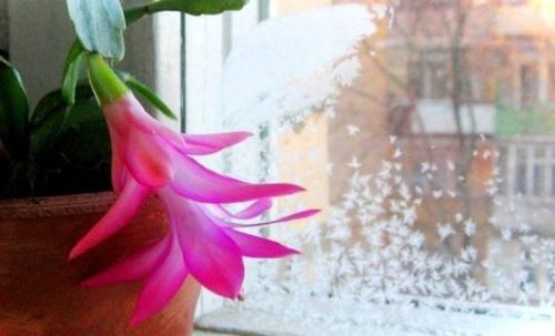 Как обновить старый декабрист. Чтобы декабрист цвел обильно и несколько раз: все правила и секреты