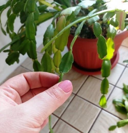 Уход за Декабристом после цветения