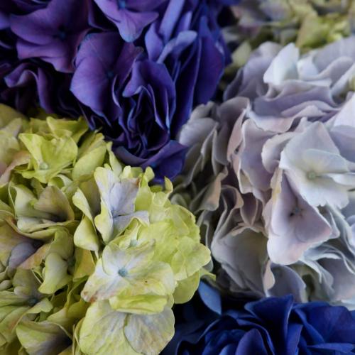 Гортензии: секреты цветов и их символизма 12 Гортензии: секреты цветов и их символизма 12