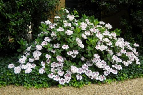 Какие цвета гортензий существуют. Виды гортензии