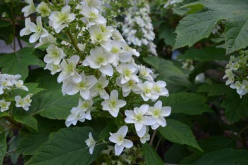 Какие цвета гортензий существуют. Виды гортензии