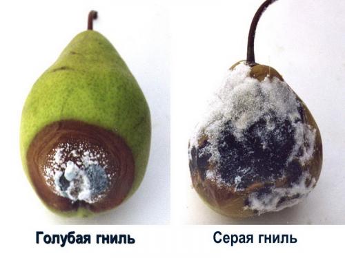 Урожайность яблок с 1 га интенсивного сада. Яблоневый сад, как бизнес: ключевые моменты и возможности 08 Урожайность яблок с 1 га интенсивного сада. Яблоневый сад, как бизнес: ключевые моменты и возможности 08