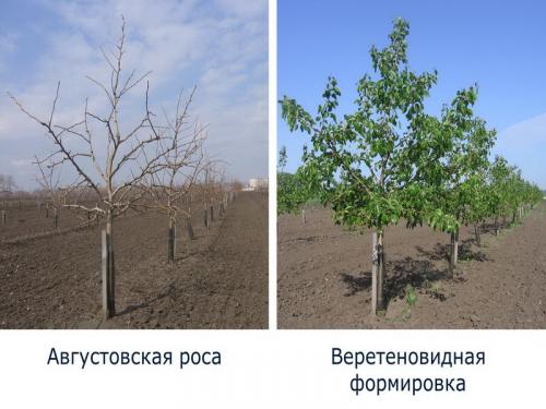 Урожайность яблок с 1 га интенсивного сада. Яблоневый сад, как бизнес: ключевые моменты и возможности 03 Урожайность яблок с 1 га интенсивного сада. Яблоневый сад, как бизнес: ключевые моменты и возможности 03