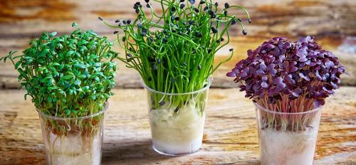 ЛУННЫЙ ПОСЕВНОЙ календарь на май 2019 года садовода и огородника. Благоприятные и неблагоприятные дни в мае 2019 04