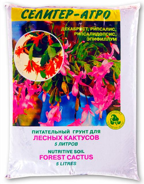 Как размножить декабрист в воде. При каких условиях размножается декабрист?