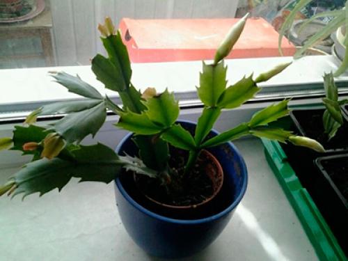 Как размножить декабрист в воде. При каких условиях размножается декабрист?