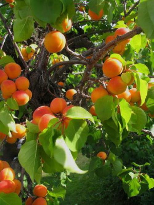 Лучшие сорта абрикоса. Виды абрикосов 13