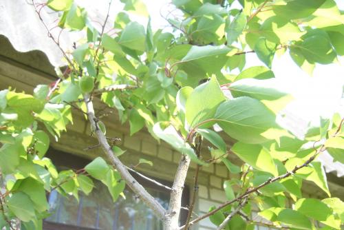 Лучшие сорта абрикоса для беларуси. Белорусские абрикосы, какие они?