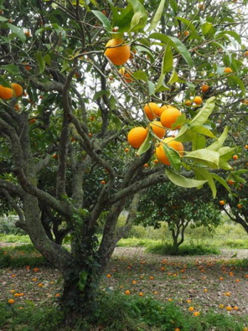 Лучшие сорта абрикоса. Виды абрикосов 01